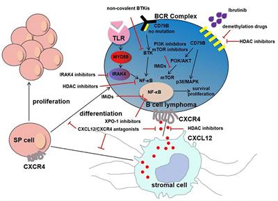 Bruton’s tyrosine kinase inhibitors in the treatment of primary central nervous system lymphoma: A mini-review